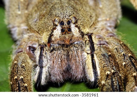 close up of wolf spider face