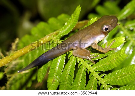 metamorphosing tadpole of a Monkey Frog (Phyllomedusa)