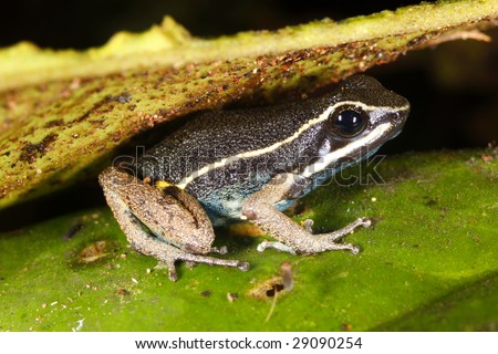 Pale striped Amazonian poison frog (Ameerega hahneli) in the Peruvian Amazon
