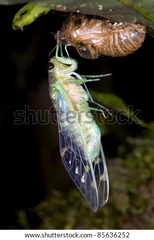 Cicada changing its skin in the rainforest understory at night