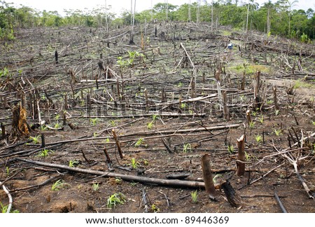 Slash and burn cultivation in the Peruvian Amazon, clearing in the rainforest planted  with maize seedlings.