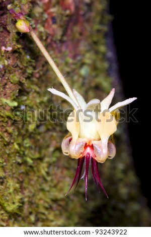 Flower of the Cocoa tree (Theobroma cacao). The flower grows directly out of the trunk (cauliflory).