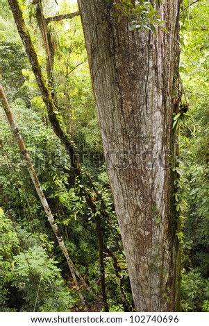Trunk of a giant Ceibo tree (Ceiba pentandra) viewed from above from a canopy tower. In rainforest, Ecuador