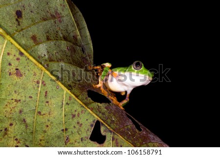 Barred monkey frog (Phyllomedusa tomopterna) Male in calling position on a leaf over a pond in rainforest, Ecuador