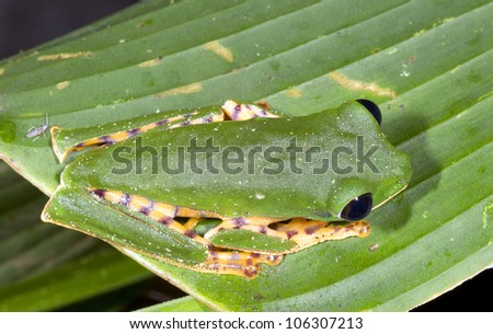 Barred monkey frog (Phyllomedusa tomopterna) on a leaf in rainforest, Ecuador