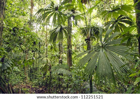 Interior of tropical rainforest in Yasuni National Park, Ecuador with palm tree in foreground