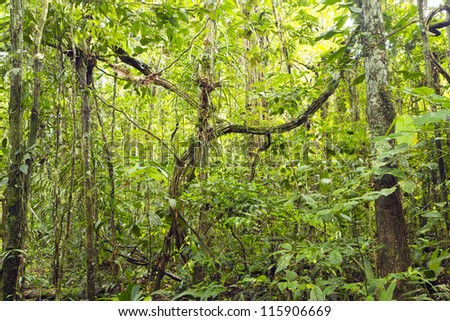 Tangle Of Lianas In The Rainforest Understory, Ecuador Stock Photo ...