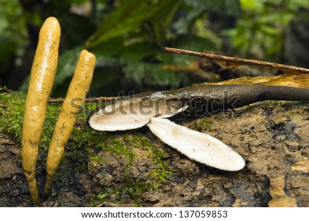 Fungus Xylaria telfairii. The liquid inside this fungus is used for ear ache by the Quichua Indians, in the Ecuadorian Amazon