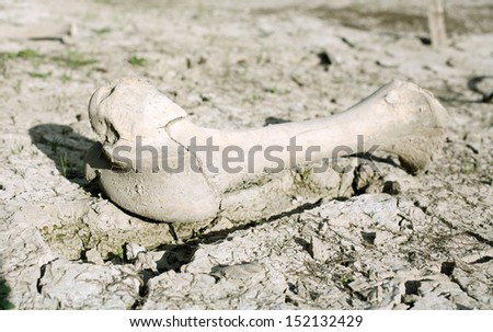 Animal bone in cracked dry mud