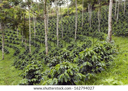 Coffee bushes in a shade-grown organic coffee plantation on the western slopes of the Andes in Ecuador