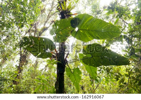 A large leaved  Philodendron climber growing on a tree trunk in cloudforest on the Pacific slopes of the Andes in Ecuador