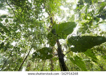 A large leaved  Philodendron climber growing on a tree trunk in cloudforest on the Pacific slopes of the Andes in Ecuador