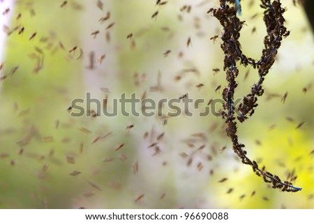 Big swarm of sweat bees in the rainforest in Western Ecuador
