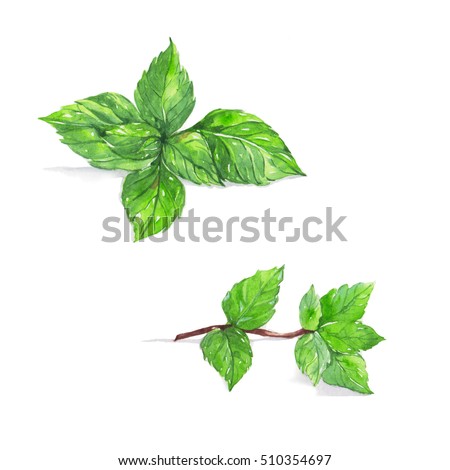 Peppermint, Mint , watercolor painting