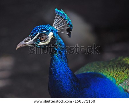 Close up of a male Peacock. The peacock is an adaptable bird which can seemingly live anywhere. The peacock is now found in many countries.