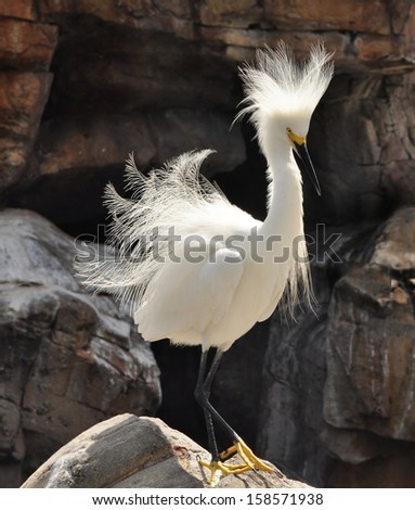 A windblown Snowy Egret appears to be having a bad-hair day as it perches on a rock.