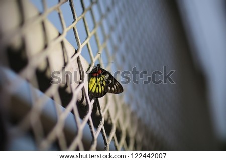 color butterfly on the dark weather Delias pasithoe with net background lost in city