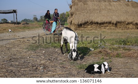CHITWAN, NEPAL - JANUARY 21: the unidentified girls and goats in the primitive settlement in Chitwan on 21Jan 2010. the United Nations list Nepal as one of the Least developed country in the world