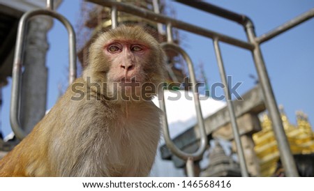 Monkey at the nepal temple look curiously in low angle in Swayambhunath temple or monkey temple