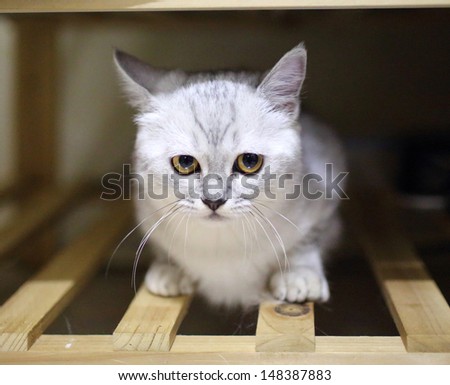 Cat: White and grey british shorthair thinking bad thing hiding in the clothes chest