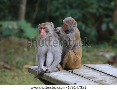 Monkey social skill