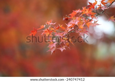 autumn hue leaves in wild in japan garden, Kyoto, Japan