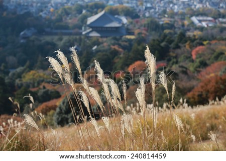 long and tall grass slope in winter at Mount Wakakusa, with background of city Nara, Japan