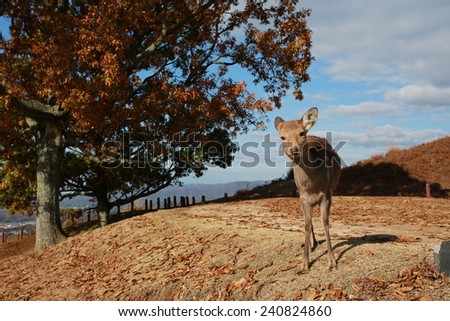 Deer curiously watch and welcome you , look around  at Mount Wakakusa,  Nara, Japan