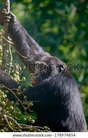 A young chimpanzee (Pan troglodytes) feeds on figs. This chimp is a member of a habituated group in Kibale Forest, Uganda.