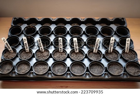 Grow-your-own vegetables: Seeds planted in the potting shed. Horizontal format.