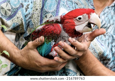 Colorful parrot sitting on human hand, isolated