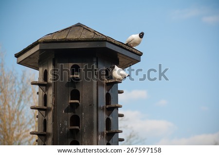 Similar – Image, Stock Photo dovecote Dovecote pigeons