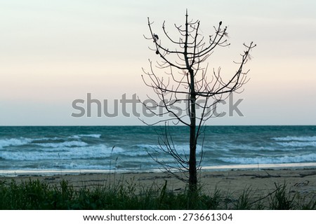 view of sea, sand beach with tree in the evening, sea tide, natural photo, wet sand and waves, Bibione, Italy