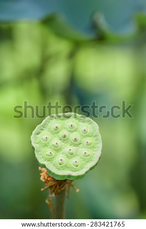 calyx of lotus seed in nature.
