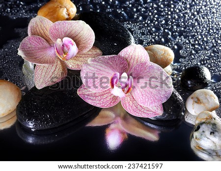 Orchid flowers and stones with reflection
