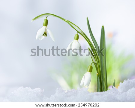 Beautiful Spring snowdrop flowers on snow background
