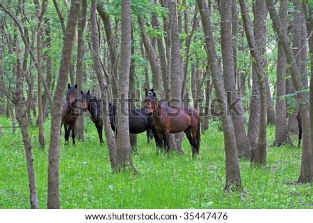 Wild Horses in forest