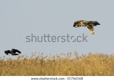 White Tailed Eagle attacking a crow