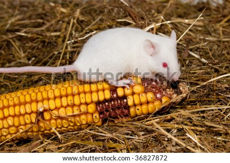 White Lab Mouse with Corn Cob