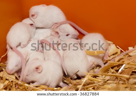 White Lab Mouse nest with cubs