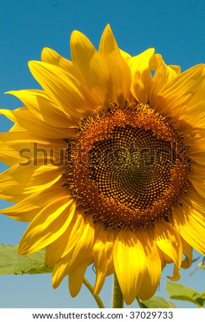 Great Decorative Sunflower