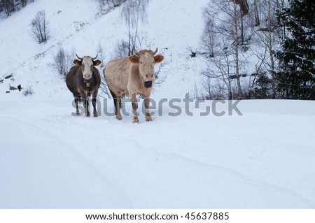 Cows of the Mountains in Winter Landscape