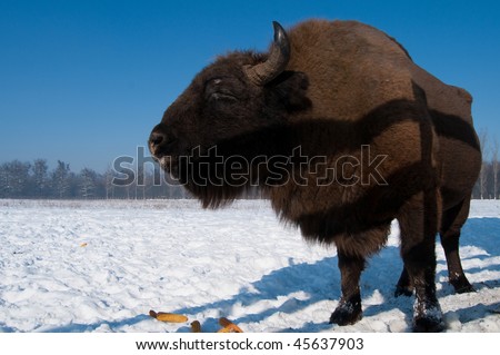European Bison (Bison bonasus) eating Corn Cobs in Winter time