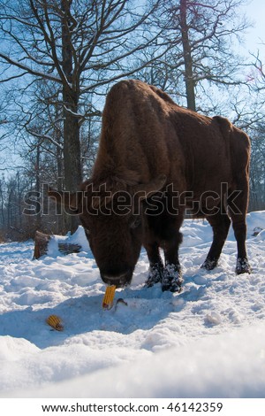 European Bison (Bison bonasus) eating Corn Cobs in Winter time