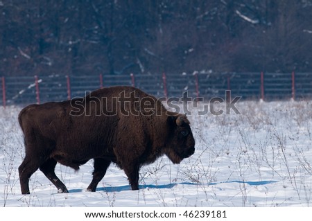 European Bison (Bison bonasus) in winter time