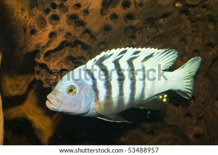 Striped Cichlid in freshwater Aquarium