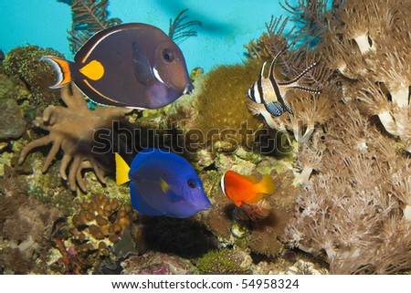 Coral Reef Fishes in Saltwater Aquarium