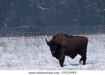 European Bison (Bison bonasius) in Winter Landscape