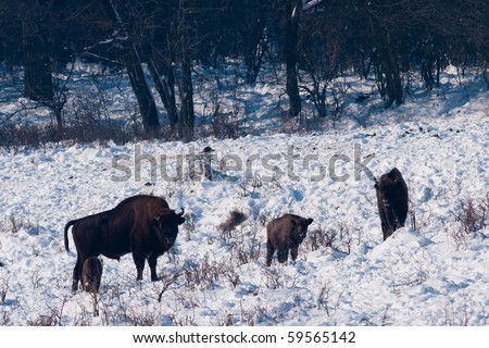 European Bison (Bison bonasus) family in Winter time