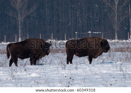Two Males of Eurpean Bison (Bison bonasus) in Winter Time